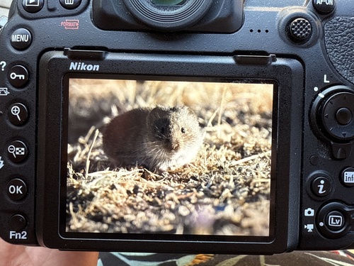 iNaturalist observation photo of California Vole