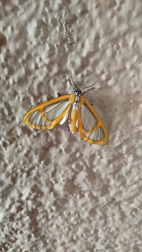 Hyalurga fenestra