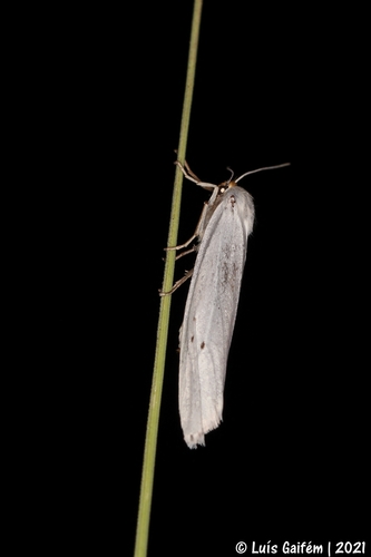 Coscinia chrysocephala
