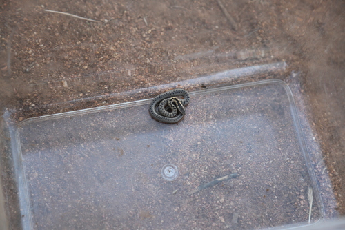 Mopane Snake