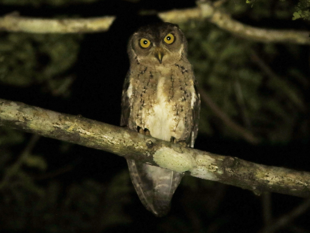 Wallace's Scops-Owl photo