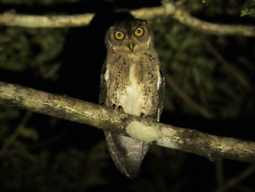 Wallace's Scops-Owl (Otus silvicola) · iNaturalist