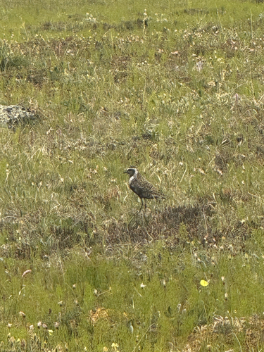 American Golden-Plover
