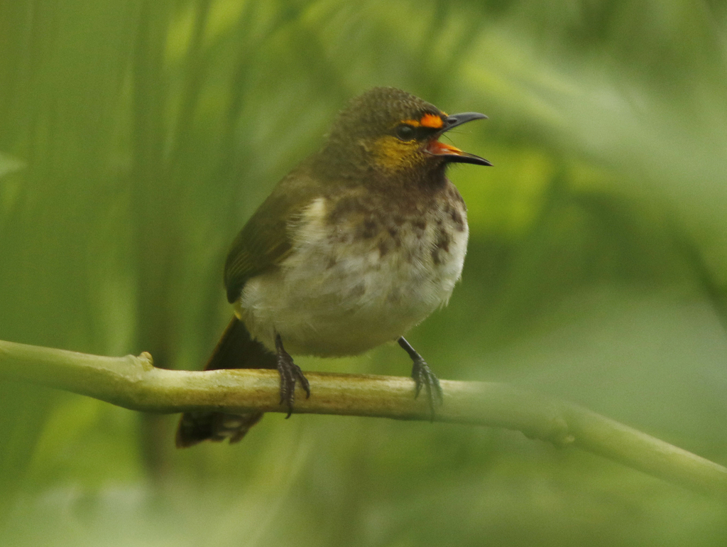 Orange-spotted Bulbul photo