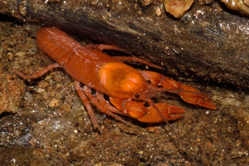 Cambarus carolinus
