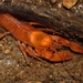 Red Burrowing Crayfish - Photo (c) Scott Bolick, all rights reserved, uploaded by Scott Bolick