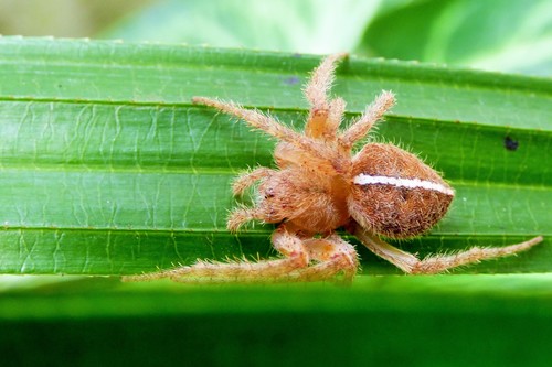 Eriophora edax