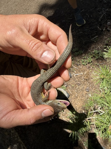 iNaturalist observation photo of Northern Alligator Lizard
