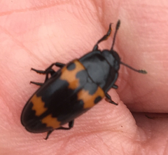 Small