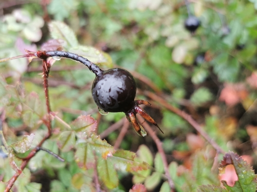 Burnet Rose