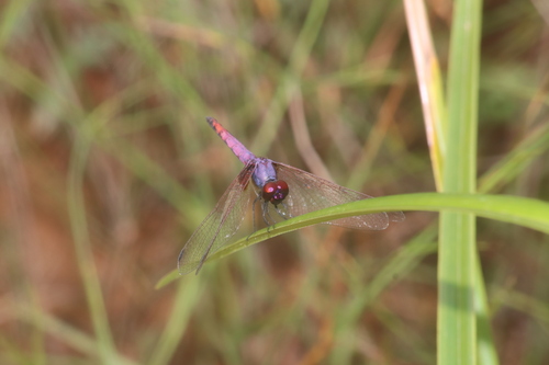 Violet Dropwing