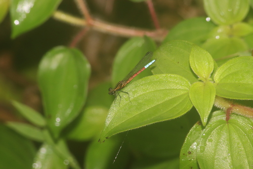Blue-tipped Jewel