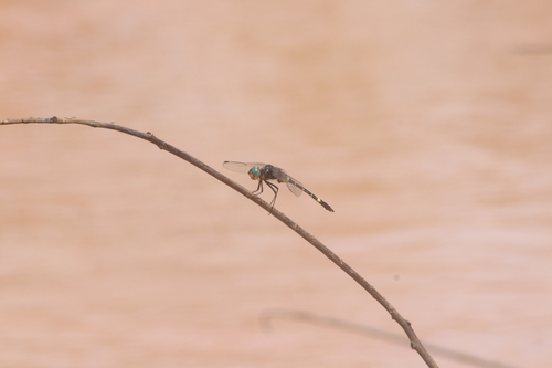 Zygonyx flavicosta
