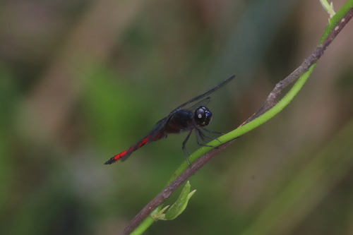 Red Jungle-skimmer