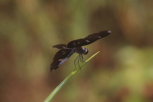 Skylight Flutterer