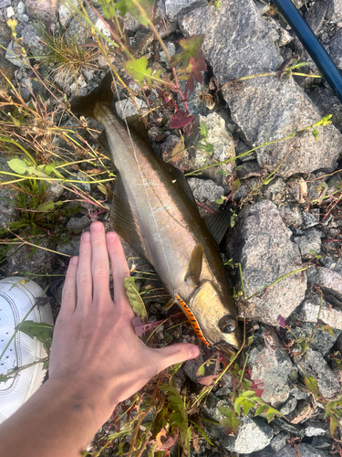 Pollachius pollachius
