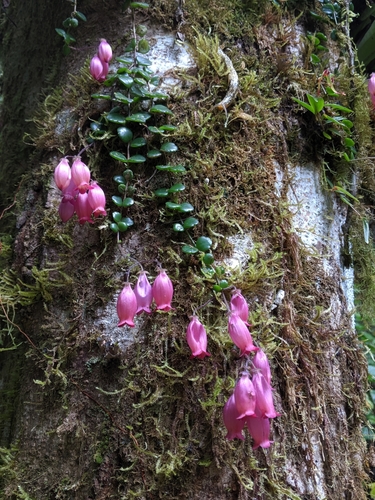 Kalanchoe uniflora