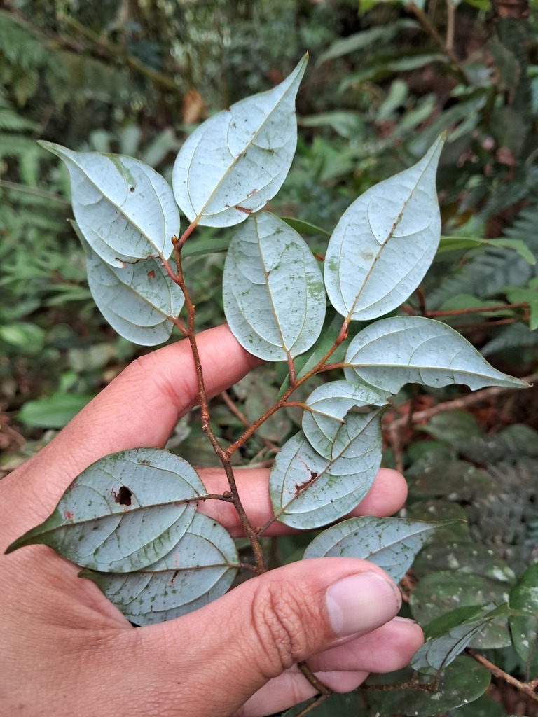 Lindera bibracteata (Lindera bibracteata)