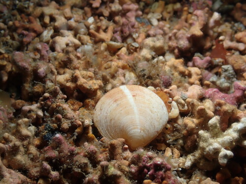 Dosinia exoleta