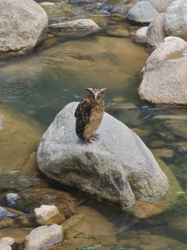 Buffy Fish-Owl