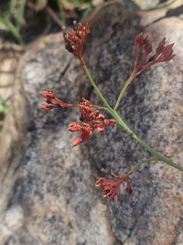 Haemodorum gracile