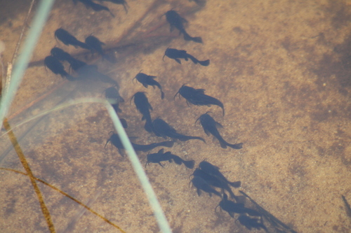 Ameiurus melas