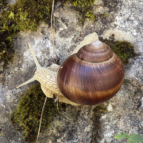 Helix pomatia