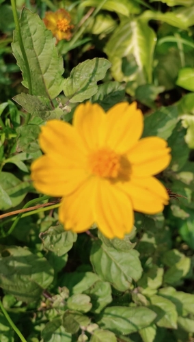 Yellow Cosmos