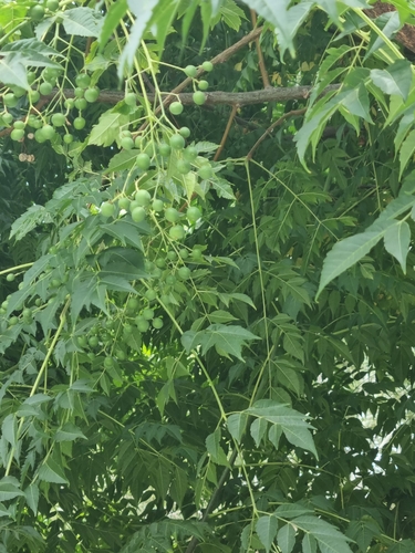 Chinaberry