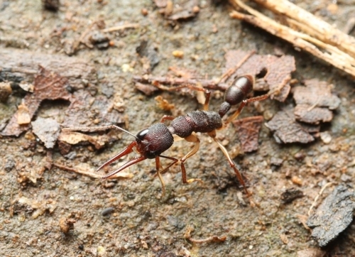霍比镰猛蚁Harpegnathos hobbyi
