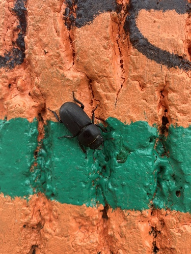 Lesser Stag Beetle