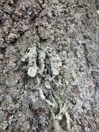Cartilage Lichen