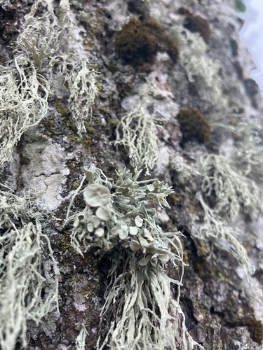 Dotted Ribbon Lichen
