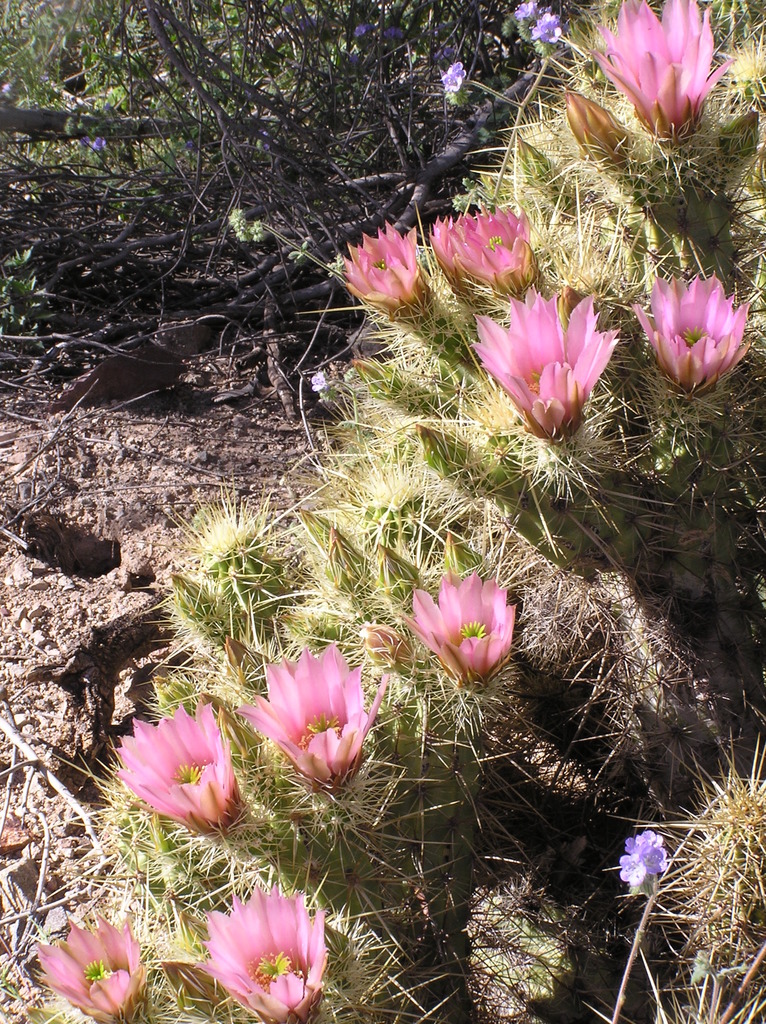 Nichol's hedgehog cactus (Echinocereus nicholii)  iNaturalist