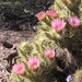 Nichol's Hedgehog Cactus - Photo (c) Billy Griswold, all rights reserved, uploaded by Billy Griswold