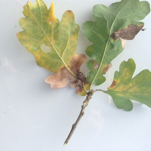 Oak Curved-leaf Gall Wasp