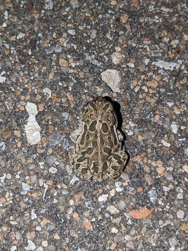 Great Plains Toad