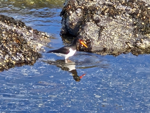 Eurasian Oystercatcher