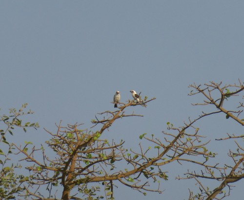 Chaplin's Barbet