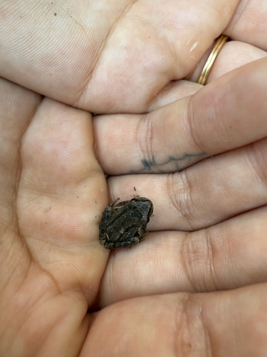 iNaturalist observation photo of Pacific chorus frog