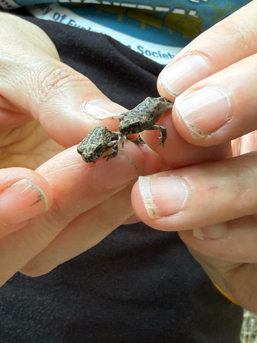 iNaturalist observation photo of California Toad