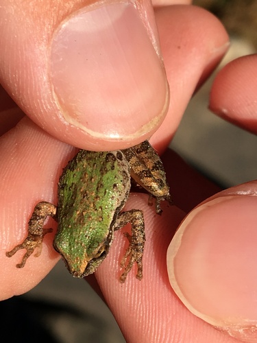 iNaturalist observation photo of Pacific chorus frog