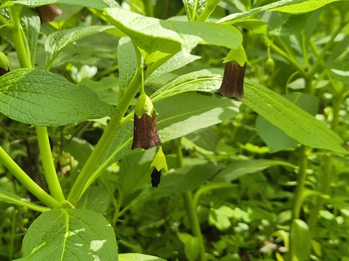 European scopolia