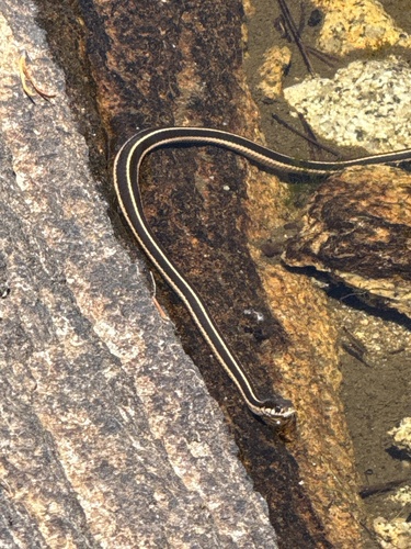 iNaturalist observation photo of Western Terrestrial Garter Snake