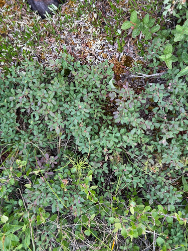 bog bilberry