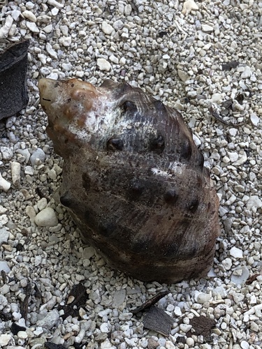 Widemouth Rocksnail
