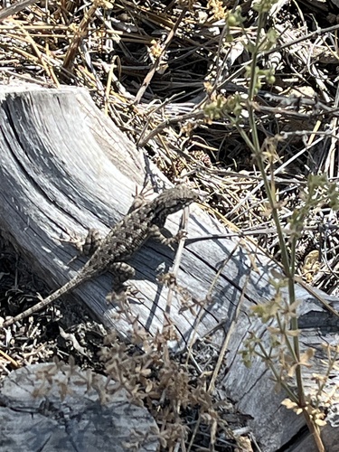 iNaturalist observation photo of Spiny Lizards