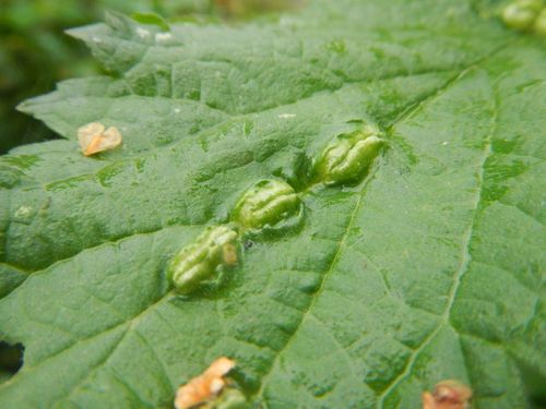 Nettle Pouch Gall Midge