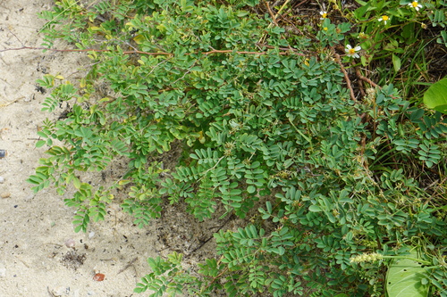 Indigofera tinctoria — Índigo