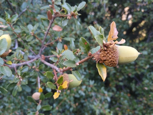 California scrub oak